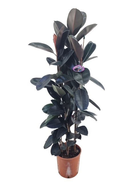 Ficus elastica 'Abidjan'