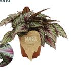 Begonia MAGIC COLOURS SALSA
