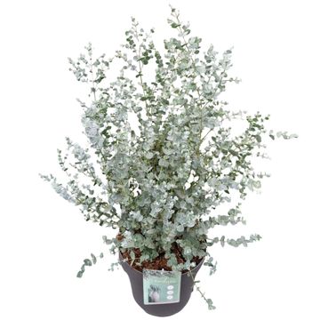 Eucalyptus gunnii AZURA