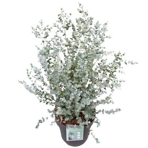 Eucalyptus gunnii AZURA