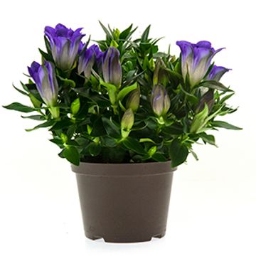 Gentiana scabra ROCKY DIAMOND BLUE HEART