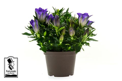 Gentiana scabra ROCKY DIAMOND BLUE HEART