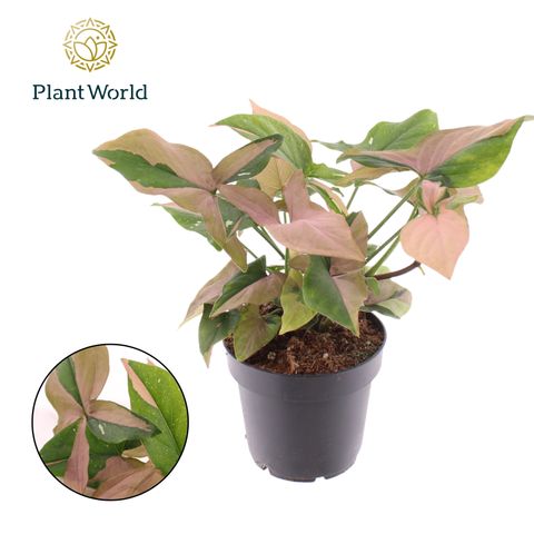 Syngonium RED SPOT TRICOLOR