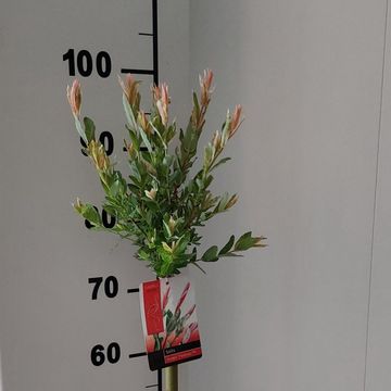 Salix integra 'Flamingo'