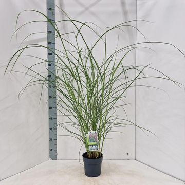 Miscanthus sinensis 'Kleine Fontäne'