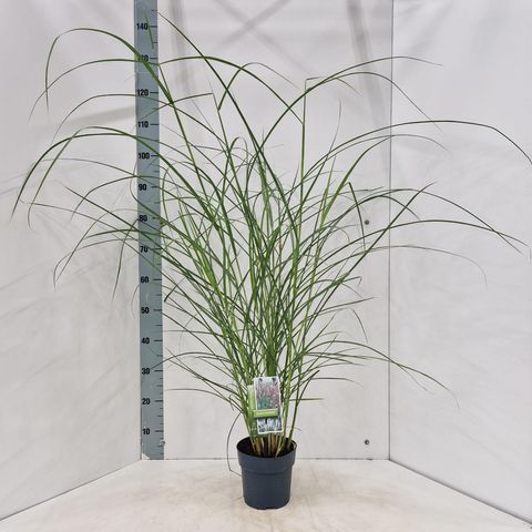 Miscanthus sinensis 'Kleine Fontäne'