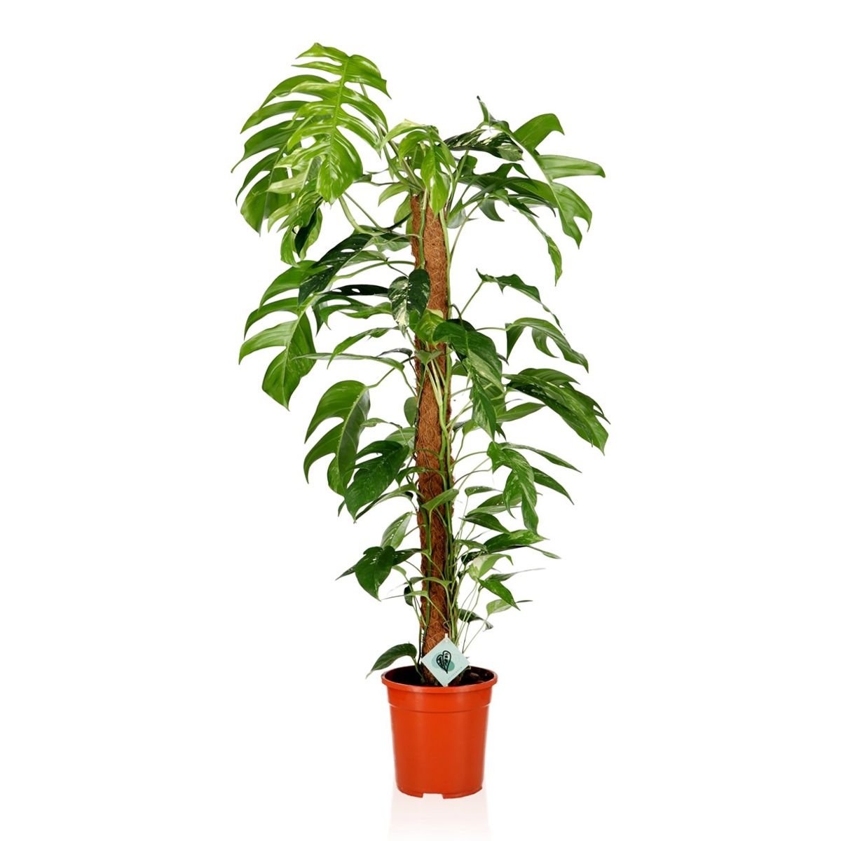 Epipremnum Pinnatum Albo Price