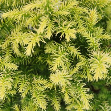 Cryptomeria japonica 'Vilmorin Gold'