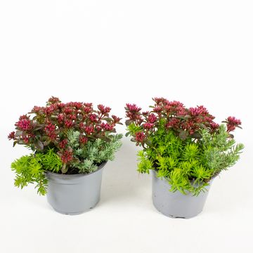 Sedum MIX IN POT