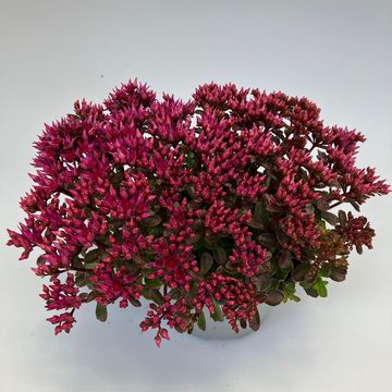 Sedum spurium SPOT ON DEEP ROSE