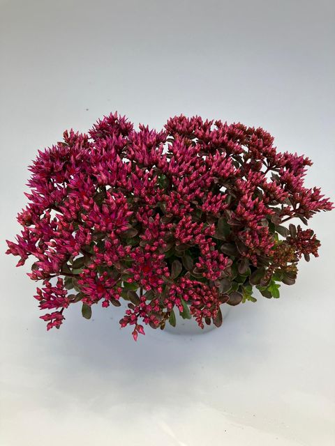 Sedum spurium SPOT ON DEEP ROSE