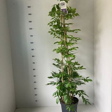 Wisteria sinensis 'Prolific'