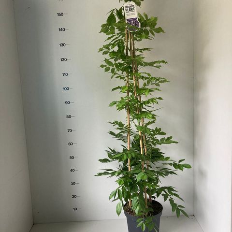 Wisteria sinensis 'Prolific'