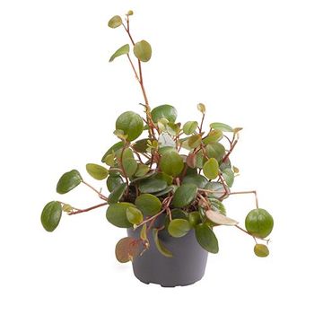 Peperomia 'Pepperspot'