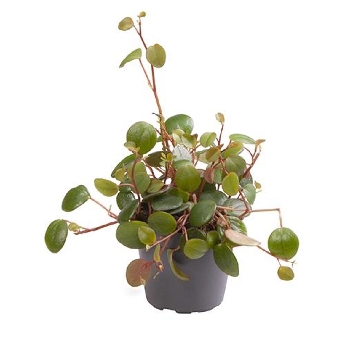 Peperomia Pepperspot — Plant Wholesale Floraccess