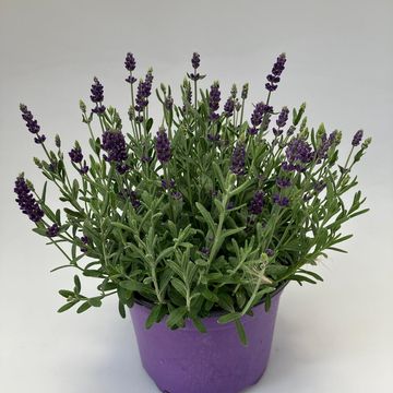 Lavandula angustifolia MIX