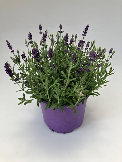 Lavandula angustifolia MIX