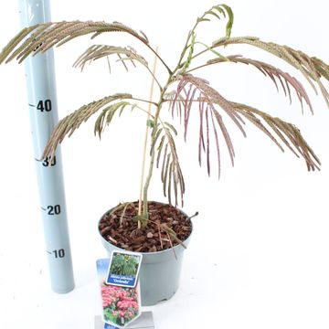 Albizia julibrissin OMBRELLA