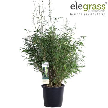 Fargesia murielae 'Winter Black'