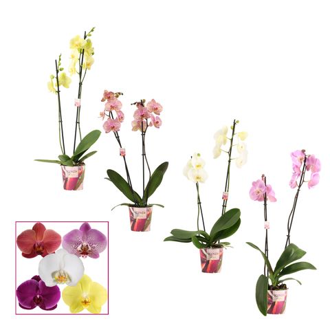 Phalaenopsis MIX