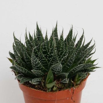Aloe aristata