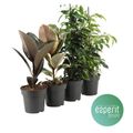 Ficus MIX