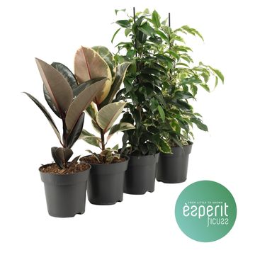 Ficus MIX