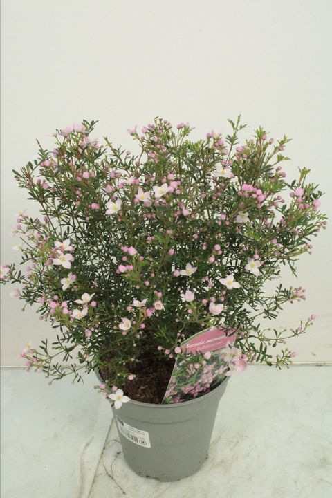 Boronia anemonifolia 'Pink Star'