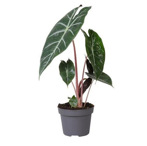 Alocasia lauterbachiana