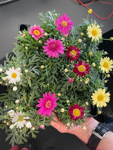 Argyranthemum frutescens MIX