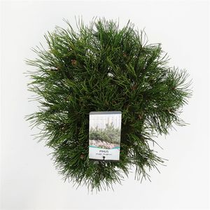 Pinus mugo mughus (Bremmer Boomkwekerijen)