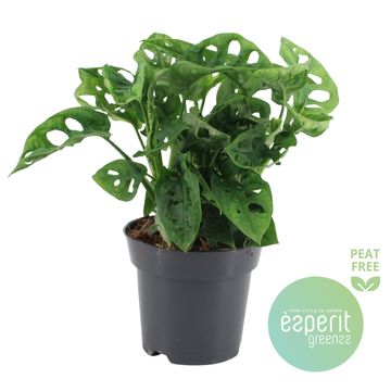 Monstera adansonii