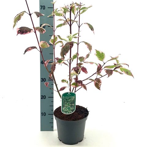 Cornus alba 'Sibirica Variegata'