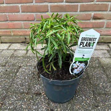 Choisya 'Aztec Pearl'