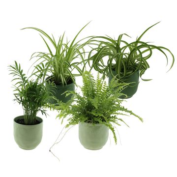 Φυτά εσωτερικού χώρου MIX