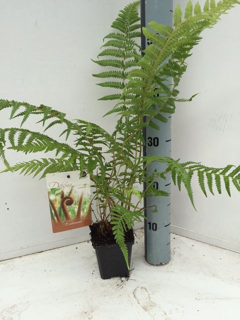 Dicksonia antarctica