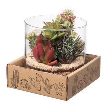 Composizione Cactus / Succulent