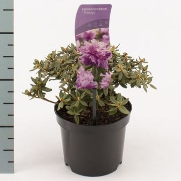 Rhododendron 'Ramapo'