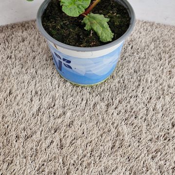 Rheum rhabarbarum 'Poncho'