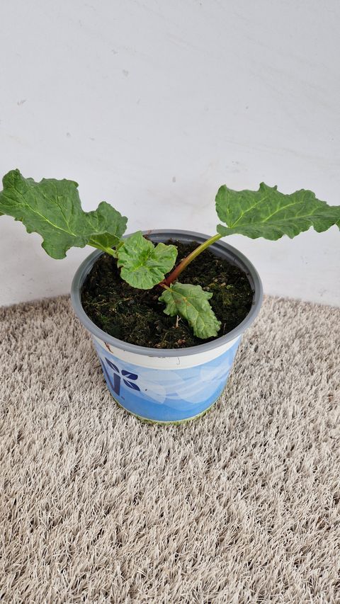 Rheum rhabarbarum 'Poncho'