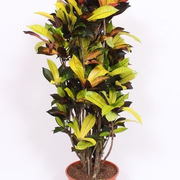 Codiaeum variegatum 'Mrs Iceton'