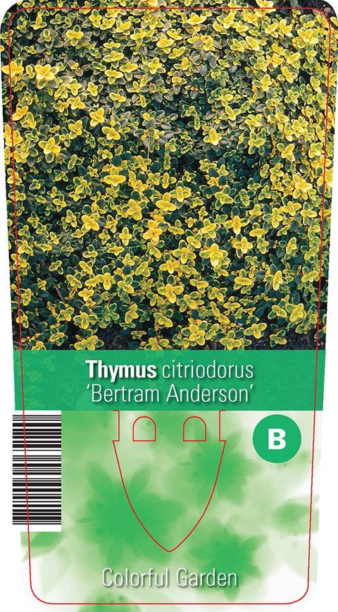 Thymus x citriodorus 'Bertram Anderson'