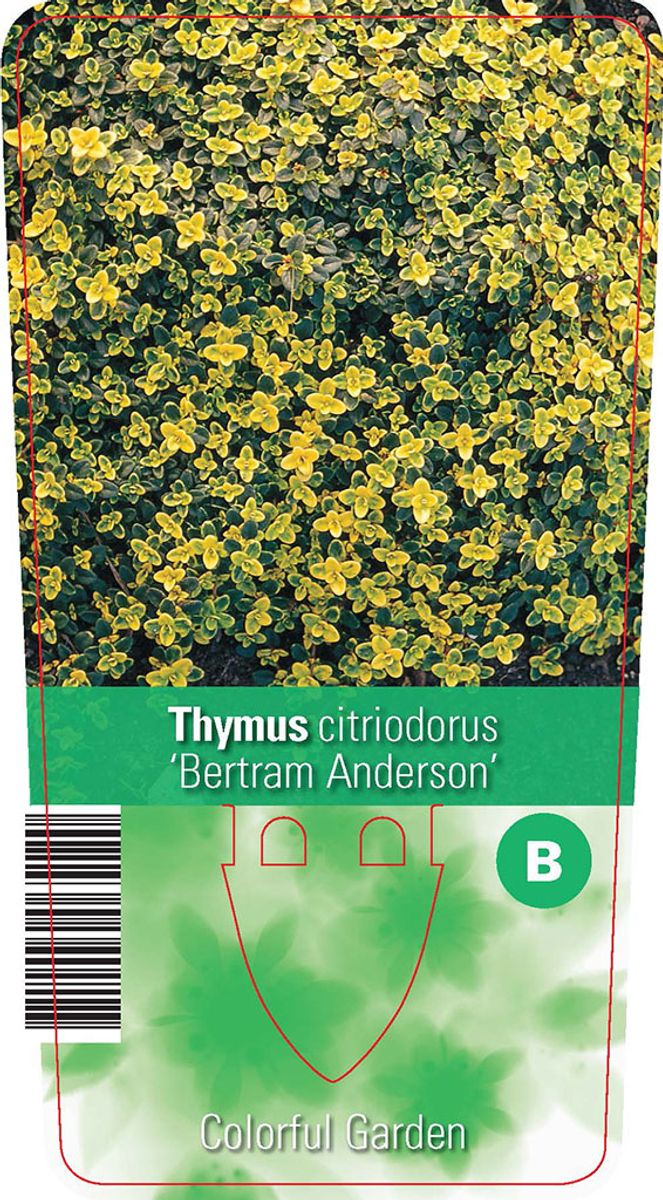 Thymus x citriodorus 'Bertram Anderson' — Plant Wholesale FlorAccess