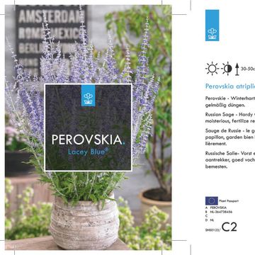 Perovskia atriplicifolia ЛЕЙСИ БЛЮ