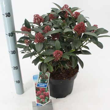 Skimmia japonica 'Rubella'