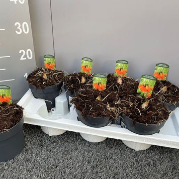 Fritillaria imperialis 'Orange Beauty'