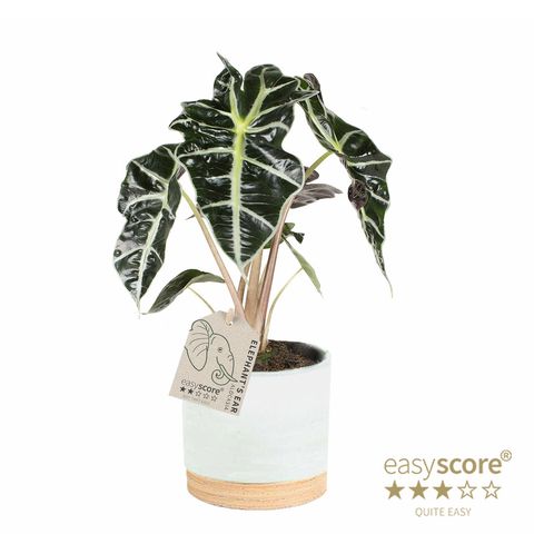 Alocasia DWARF AMAZONICA