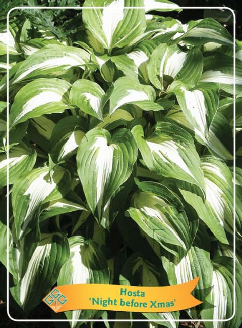 Hosta 'Night Before Christmas'