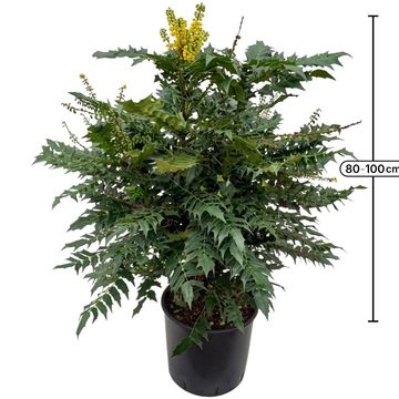 Mahonia x media 'Charity'