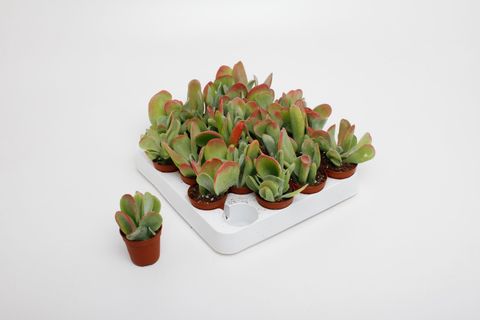 Kalanchoe thyrsiflora 'Oricula'